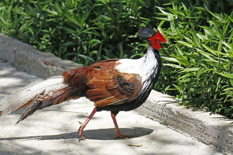 Free stock image of Common pheasant created by sylvester alphonso