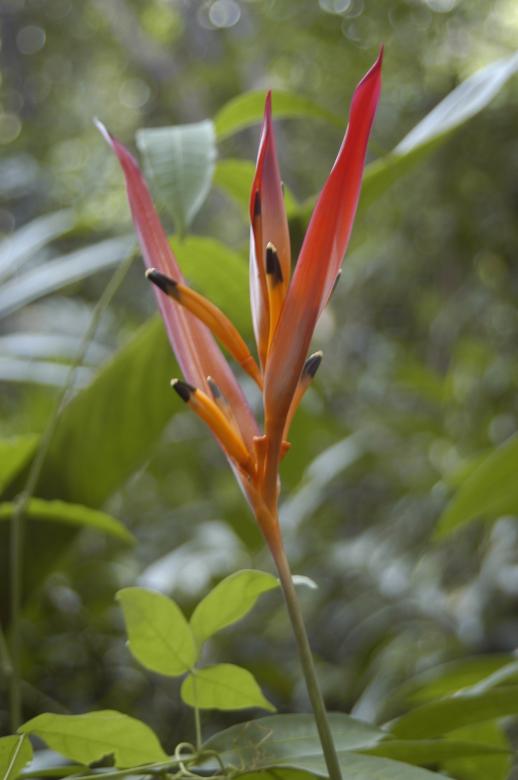 Free stock image of Bananeira-de-jardim created by Paulo Pedro P R Costa