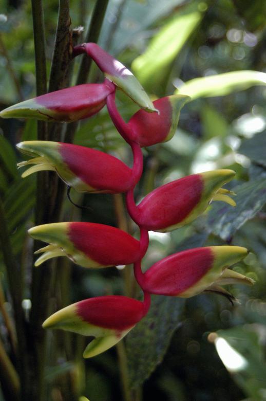 Free stock image of Heliconia longissima created by Paulo Pedro P R Costa