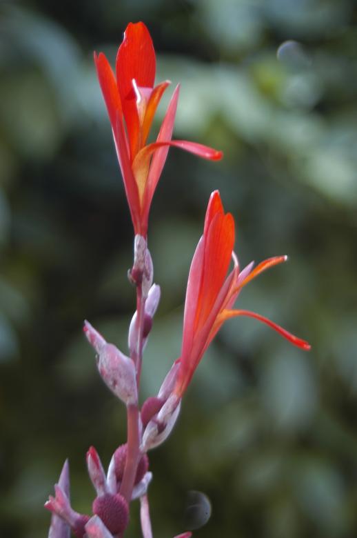 Free stock image of Canna indica,flower created by Paulo Pedro P R Costa