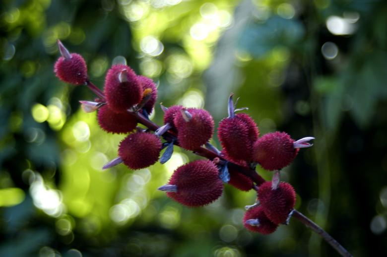 Free stock image of Canna indica, fruits created by Paulo Pedro P R Costa