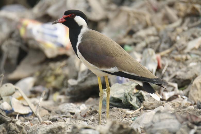 Free stock image of Red wattled Lapwing created by sylvester alphonso