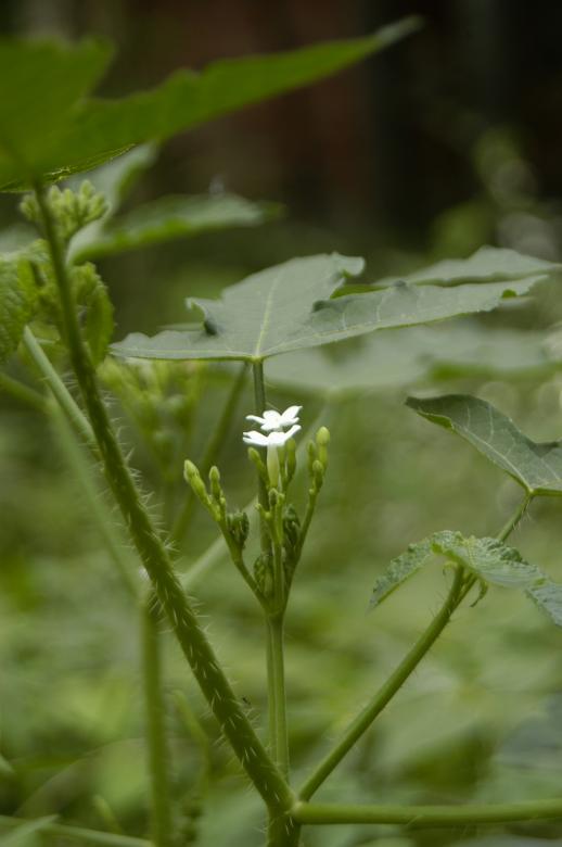 Free stock image of CansanCAo created by Paulo Pedro P R Costa