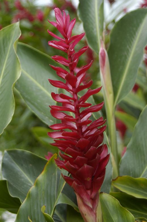 Free stock image of Alpinia purpurata created by Paulo Pedro P R Costa
