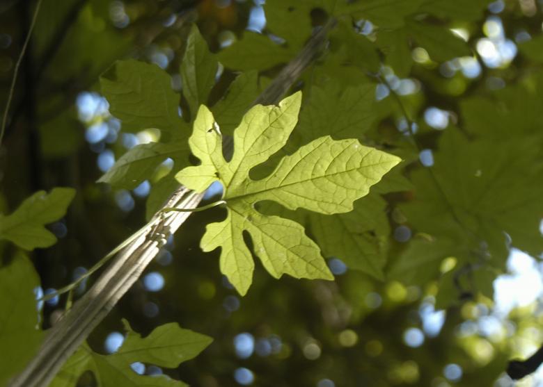 Free stock image of Melao-de-sao-caetano created by Paulo Pedro P R Costa