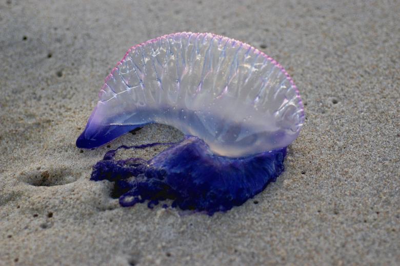 Free stock image of Agua-viva created by Paulo Pedro P R Costa
