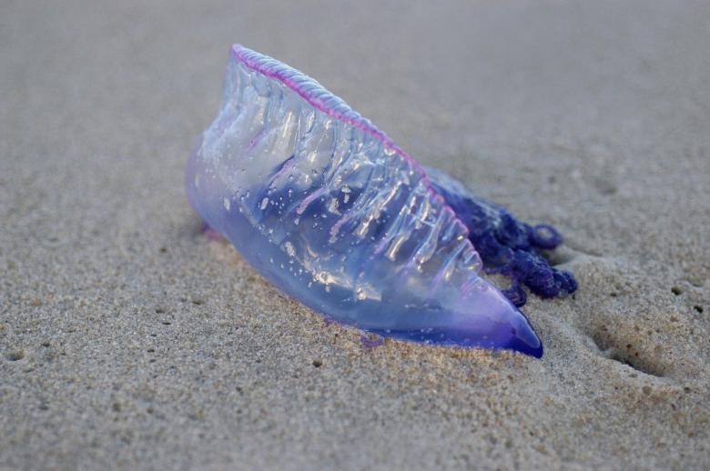 Free stock image of Agua-viva created by Paulo Pedro P R Costa
