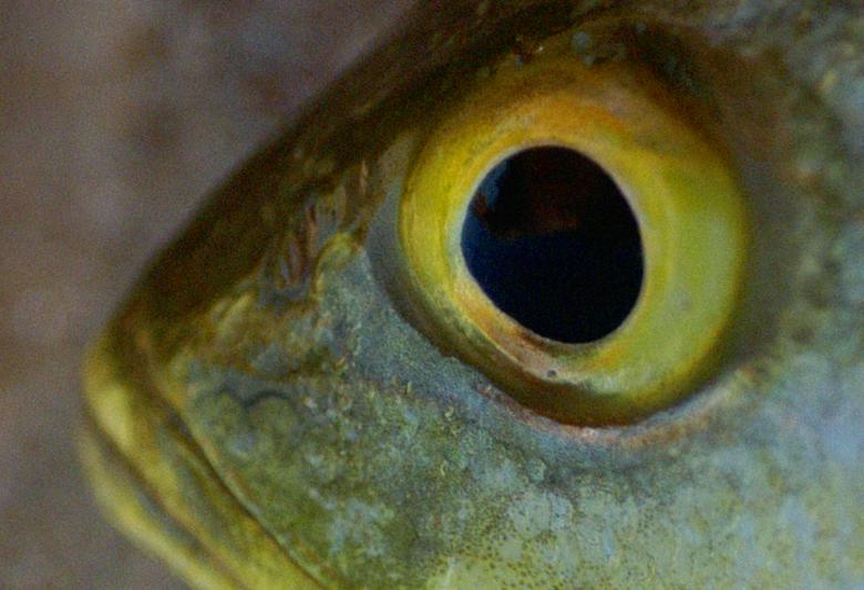 Free stock image of Olho-de-peixe created by Paulo Pedro P R Costa