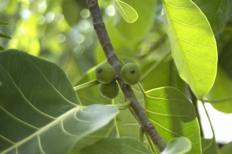 Free stock image of Apui-folha created by Paulo Pedro P R Costa