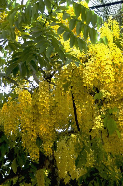 Free stock image of Acacia-amarela created by Paulo Pedro P R Costa
