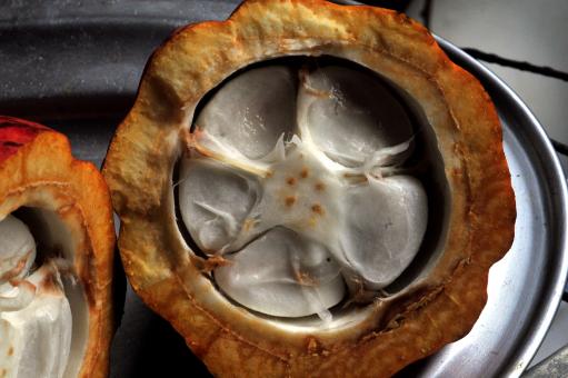  Cacau fruit