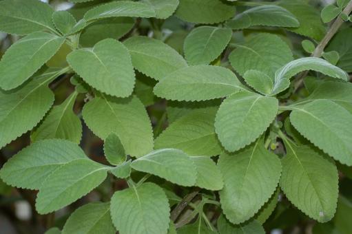 Green plant leaves