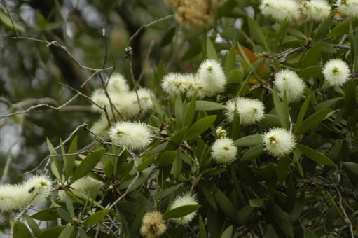 Melaleuca - Free Stock Photo