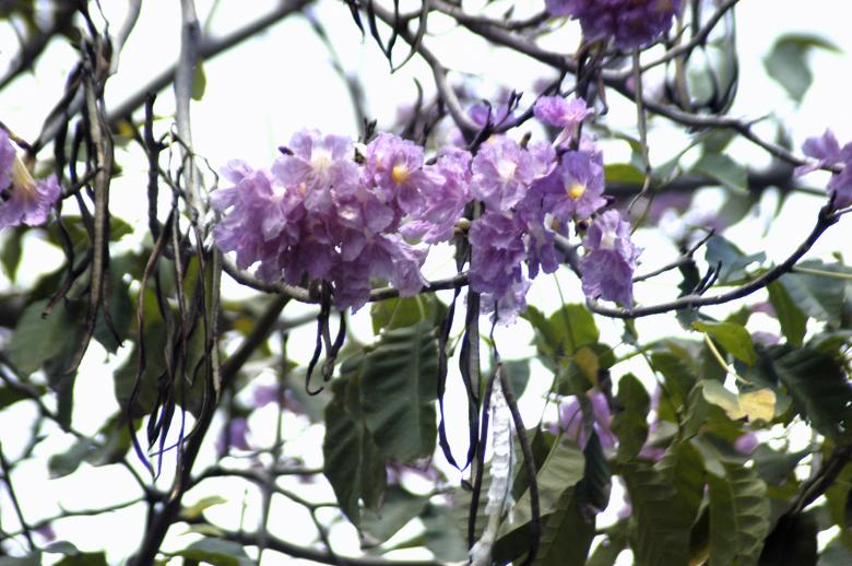 Free stock image of Wild purple flowers created by Paulo Pedro P R Costa
