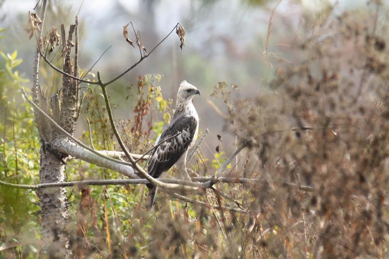 Free stock image of changeable hawk eagle created by sylvester alphonso