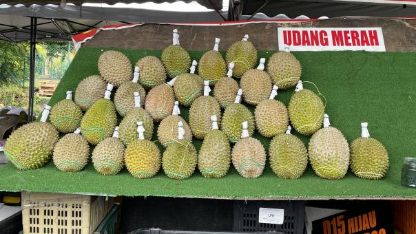 The Famous and Tasty of Durian Fruits