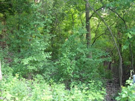 Forest View