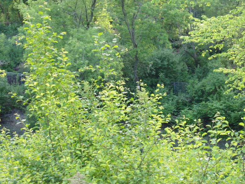 Free stock image of Greenery Nature created by Mq Best Visual Arts