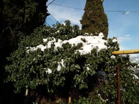 snow and leaves - Free Stock Photo