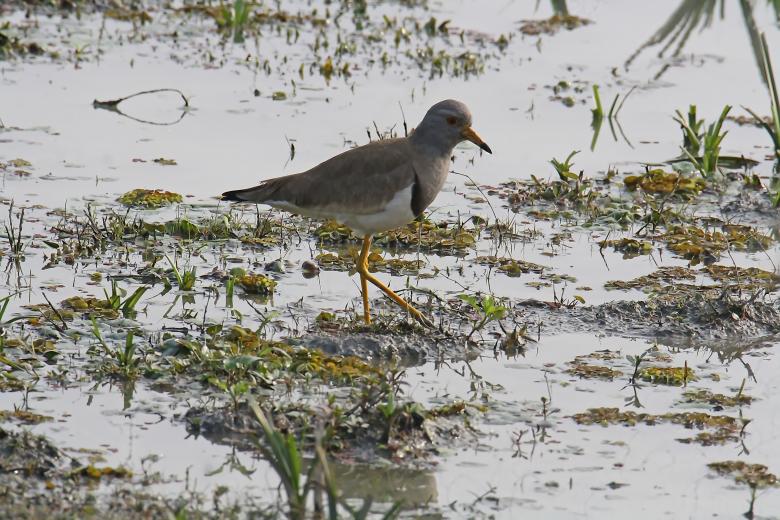 Free stock image of White tail lapwing created by sylvester alphonso