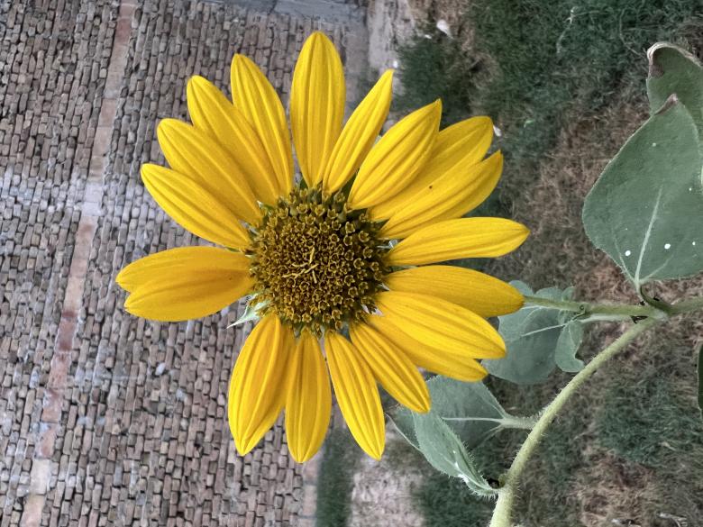 Free stock image of Sunflower created by dpwalay