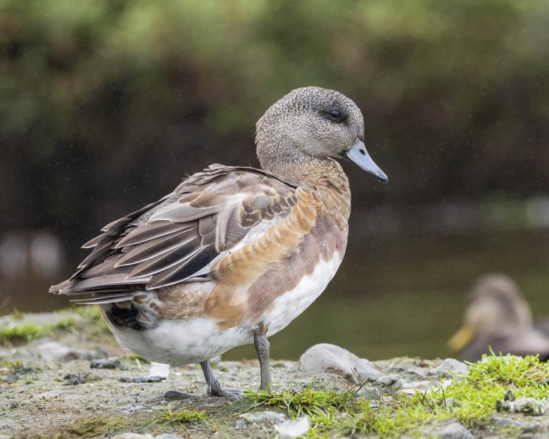 Free stock image of American Wigeon created by Geoffrey Whiteway