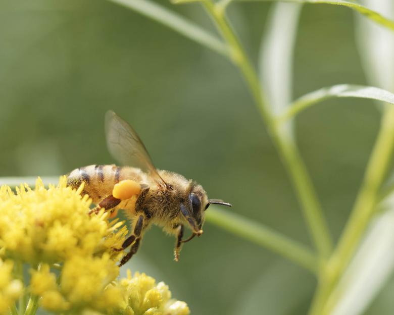 Free stock image of Honey Bee created by Geoffrey Whiteway