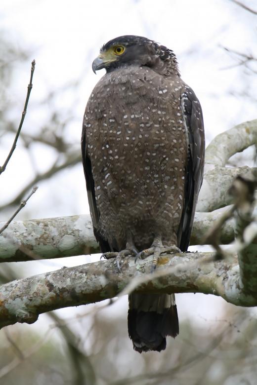 Free stock image of Crested serpent eagle created by sylvester alphonso