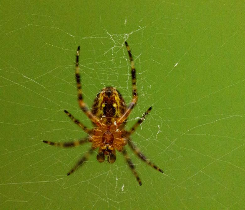 Free stock image of Spider created by Alen