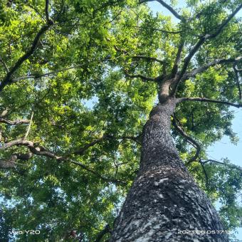 Trees  - Free Stock Photo