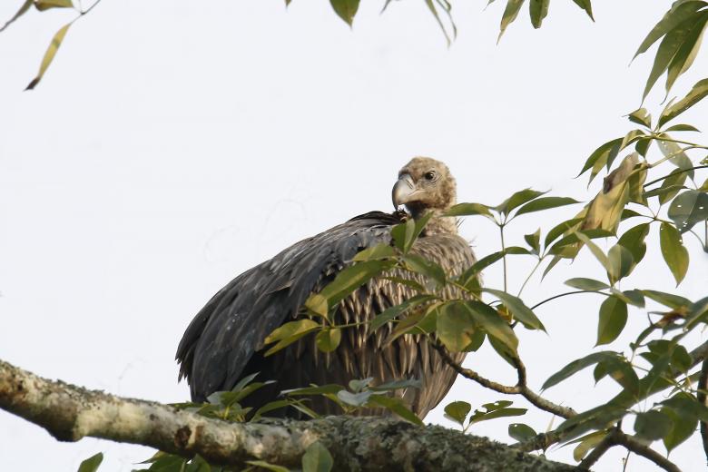 Free stock image of Indian Vulture created by sylvester alphonso