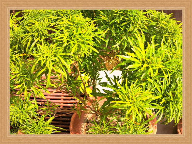 Free stock image of lots of small green plants created by ishrak mir