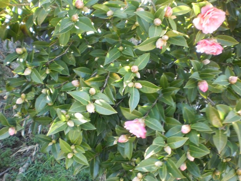 Free stock image of Red Camilia on branch created by Víctor Troitiño Gómez