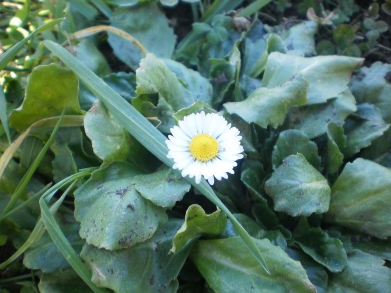 Free stock image of Chamomile flower created by Víctor Troitiño Gómez