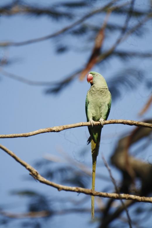 Free stock image of Rose ring parakeet created by sylvester alphonso