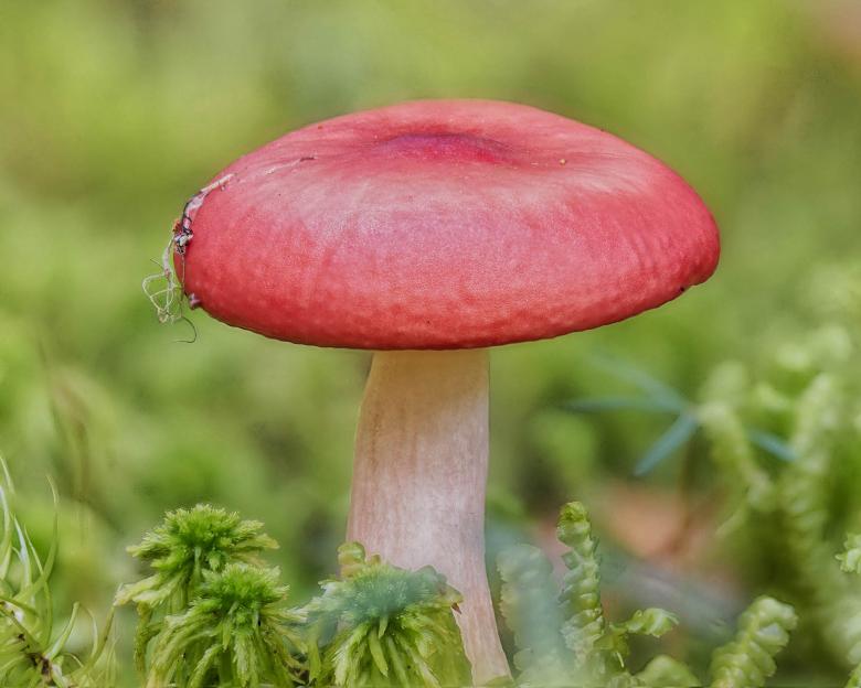 Free stock image of Red mushroom created by Geoffrey Whiteway