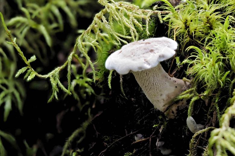 Free stock image of Spruce tooth mushroom created by Geoffrey Whiteway