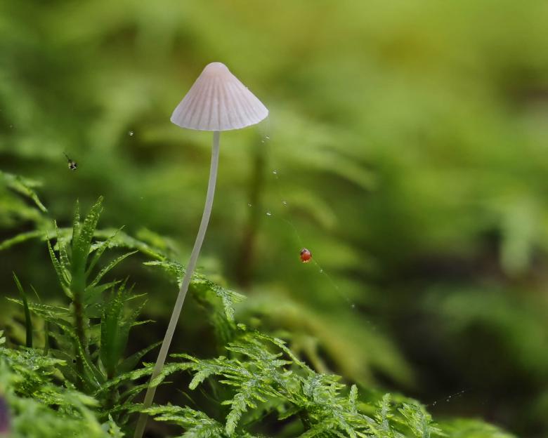 Free stock image of Mycena mushroom created by Geoffrey Whiteway