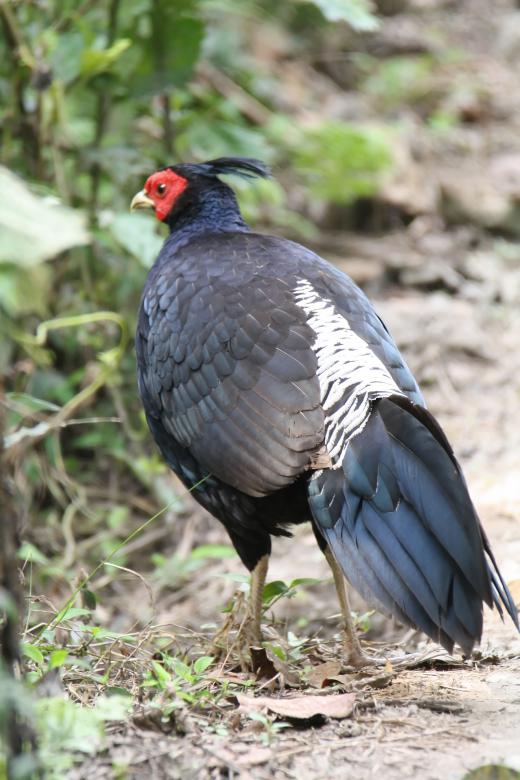 Free stock image of Khalij Pheasant created by sylvester alphonso