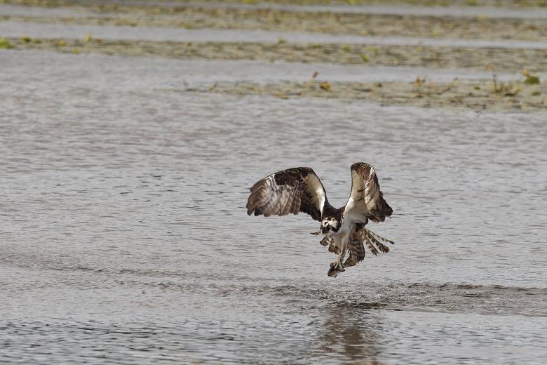 Free stock image of Osprey fishing created by Geoffrey Whiteway