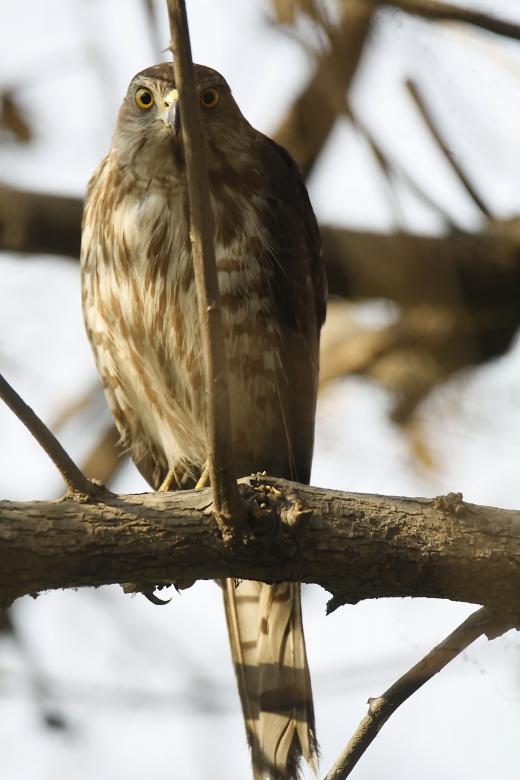 Free stock image of Shikra created by sylvester alphonso