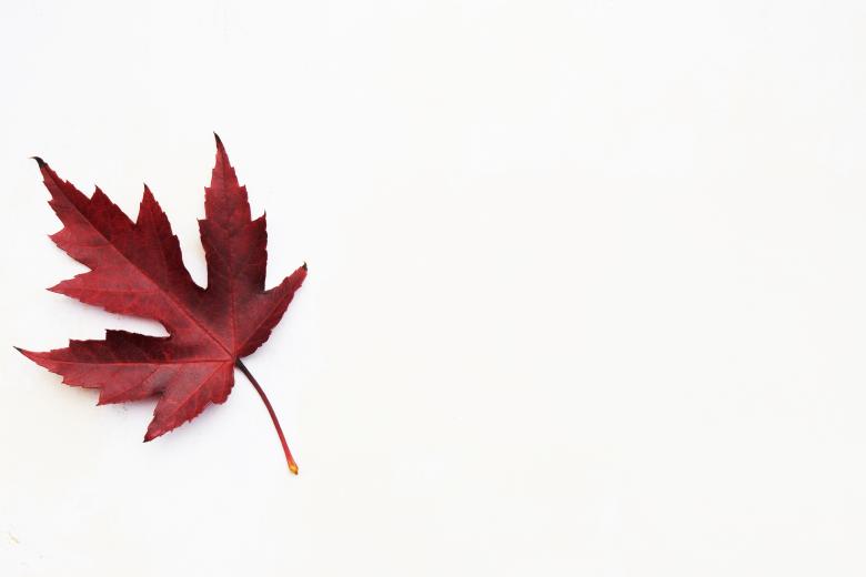 Free stock image of Single Fall Leaf created by Seacoast sage