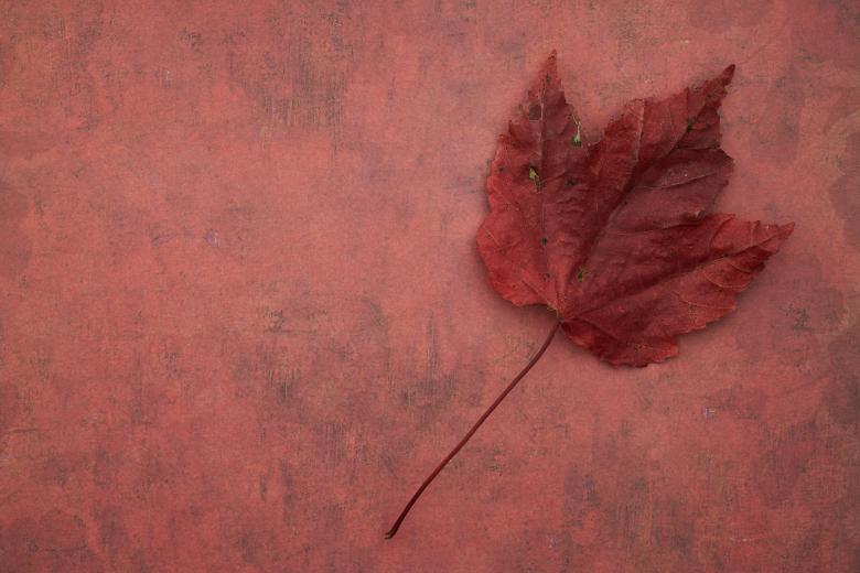 Free stock image of Single fall leaf created by Seacoast sage