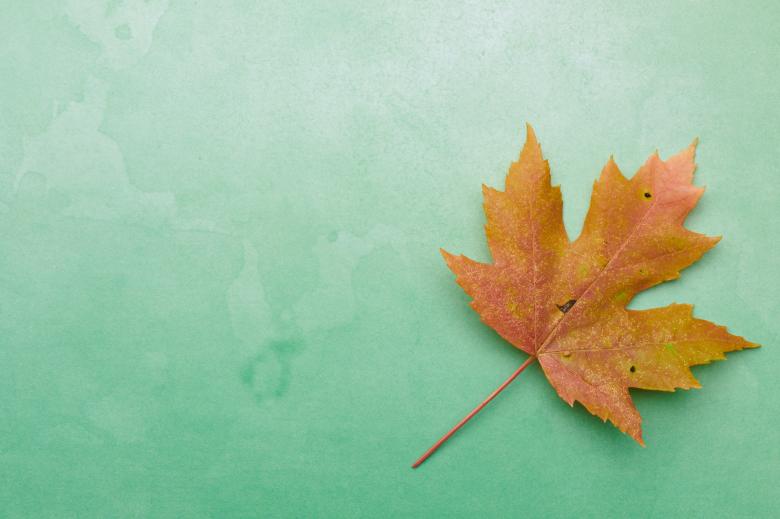 Free stock image of Fall leaf created by Seacoast sage