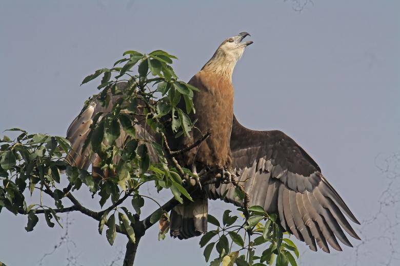 Free stock image of Pallasis fish eagle created by sylvester alphonso