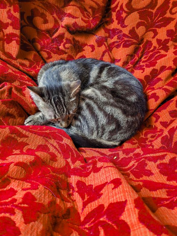Free stock image of Cute sleeping cat in a cat cafe created by Ines Carolina Azevedo Ferreira