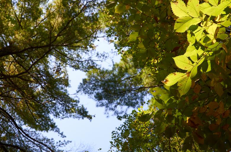 Free stock image of Fall sun through trees created by Secret Agency