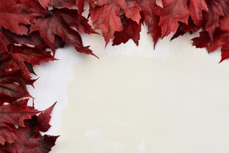Free stock image of Fall leaves created by Seacoast sage