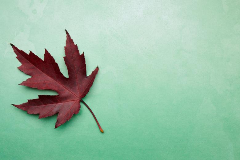 Free stock image of Fall leaf created by Seacoast sage