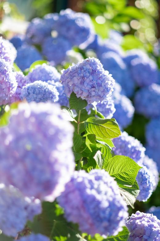 Free stock image of Wild flowers created by Matt Bango